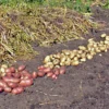 Хитрый способ выращивания картофеля по Шредеру. Главный секрет урожая – в правильной работе со стеблями (а не клубнями)