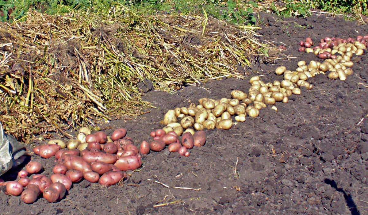 Хитрый способ выращивания картофеля по Шредеру. Главный секрет урожая – в правильной работе со стеблями (а не клубнями)