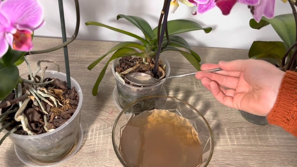 Начните поливать орхидею этим раствором, и она начнет цвести с новой силой