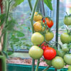 7 главных правил большого урожая помидоров. Быстро растут и не болеют