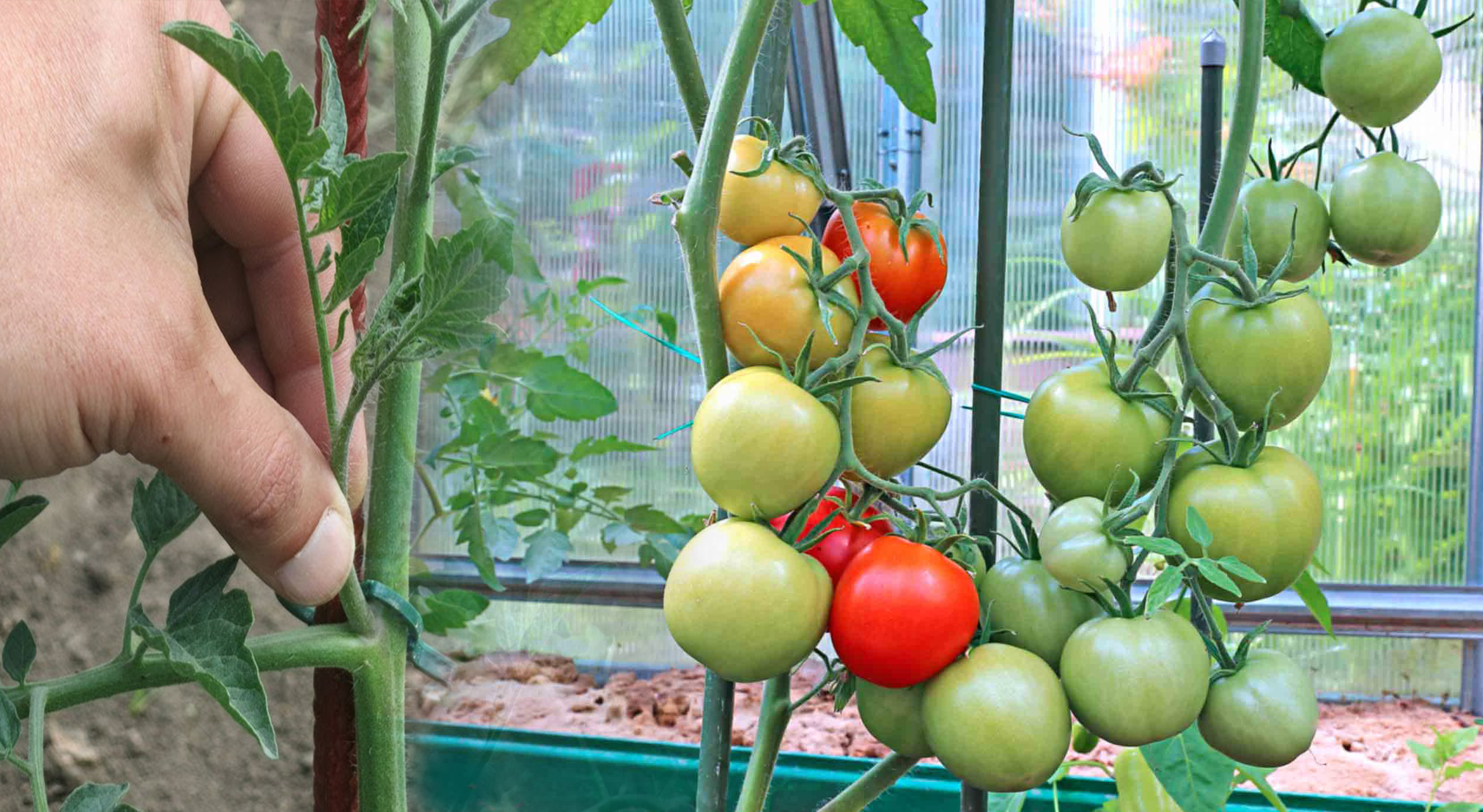 7 главных правил большого урожая помидоров. Быстро растут и не болеют