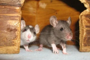 Копеечное средство, которое защитит от мышей дачу, оставленную на зиму