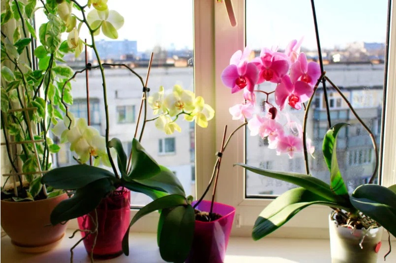 Засохшая орхидея вновь начнёт цвести. Показываю питательную подкормку для комнатного цветка