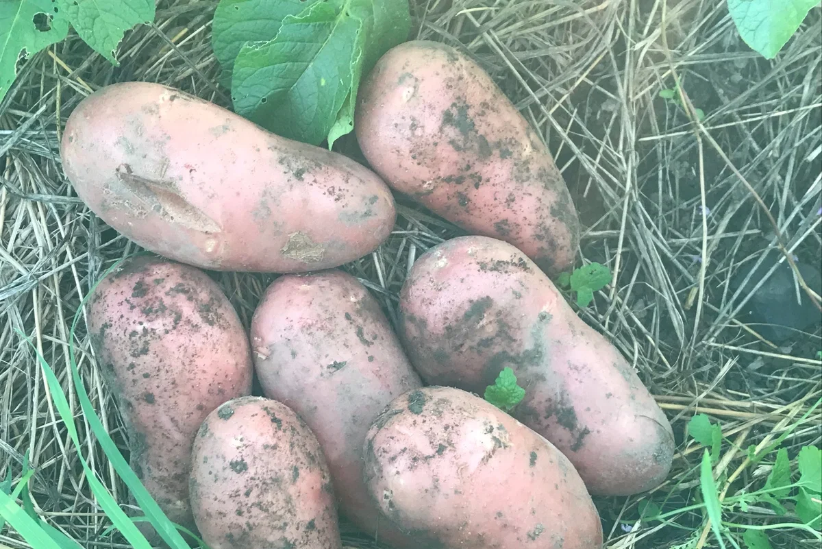 Больше никогда не копаю картошку до “знакового” дня и получаю урожая на 25% больше (испытанная схема)