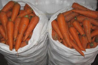 Ни одна морковь не сгниет. Главный секрет хранения
