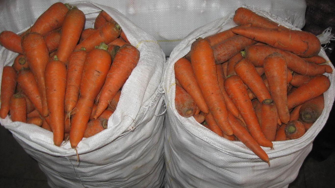 Ни одна морковь не сгниет. Главный секрет хранения