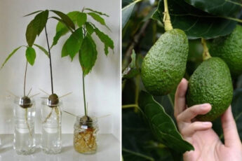 Узнайте, как выращивать авокадо в горшках, чтобы вам больше не пришлось его покупать