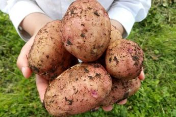 Чем подкормить картофель, чтобы клубни выросли крупными