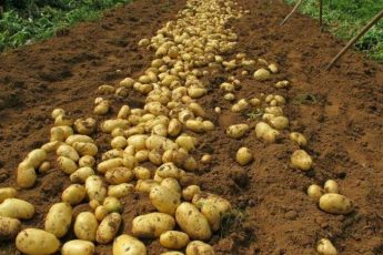 Есть подкормка, чтобы урожай картошки был в 3-4 раза больше. Делюсь удобрением, которое меня никогда не подводило