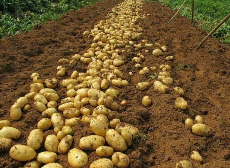 Есть подкормка, чтобы урожай картошки был в 3-4 раза больше. Делюсь удобрением, которое меня никогда не подводило