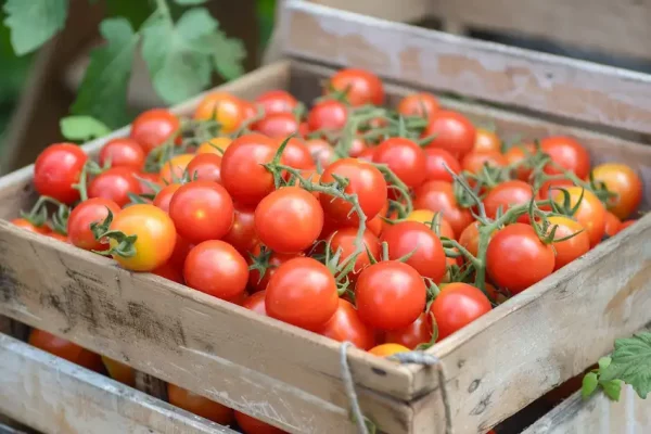 Секрет роста помидоров: Посадка помидор на боку почему это работает и как это сделать
