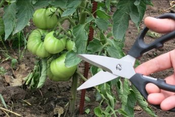Для получения высокого урожая томатов нужно так обрезать листья