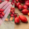 Скрытая сила шиповника : 10 удивительных преимуществ для здоровья и как их использовать