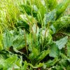 Что лечат семена подорожника? Удивительные свойства и проверенные рецепты