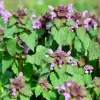 Яснотка пурпурная (Lamium purpureum): дикий союзник для кровообращения и здоровья сердца