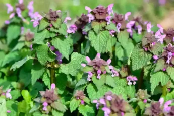 Яснотка пурпурная (Lamium purpureum): дикий союзник для кровообращения и здоровья сердца