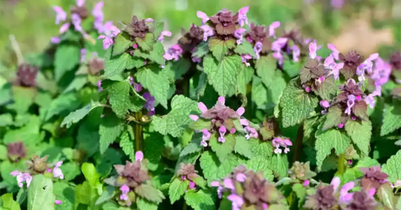 Яснотка пурпурная (Lamium purpureum): дикий союзник для кровообращения и здоровья сердца