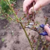 Весенняя обрезка роз: когда и как правильно это делать, чтобы было пышное цветение