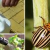 Чем посыпать картофельные кусты, чтобы не было колорадского жука. Берите на заметку