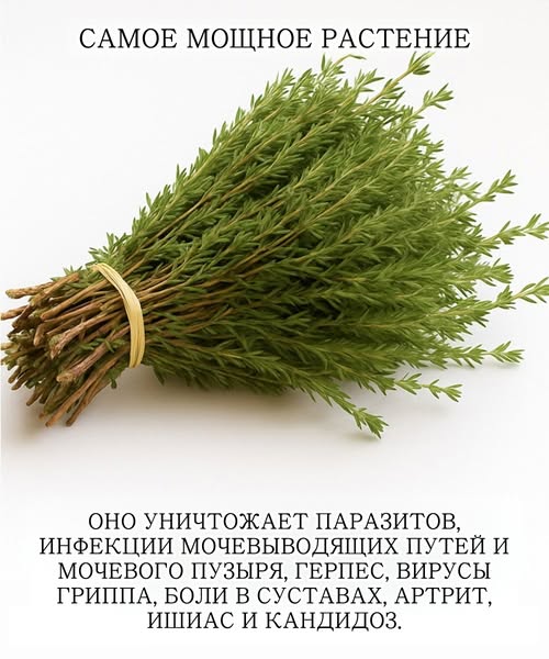 Самое мощное растение, уничтожающее паразитов, инфекции мочевыводящих путей и мочевого пузыря, вирусы герпеса и гриппа…