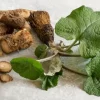 Почему корни лопуха являются самой важной частью растения