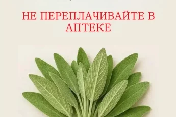 Шалфей, ароматная трава, обладающая тысячью достоинств, хорошо известен своими кулинарными, лечебными и декоративными свойствами.