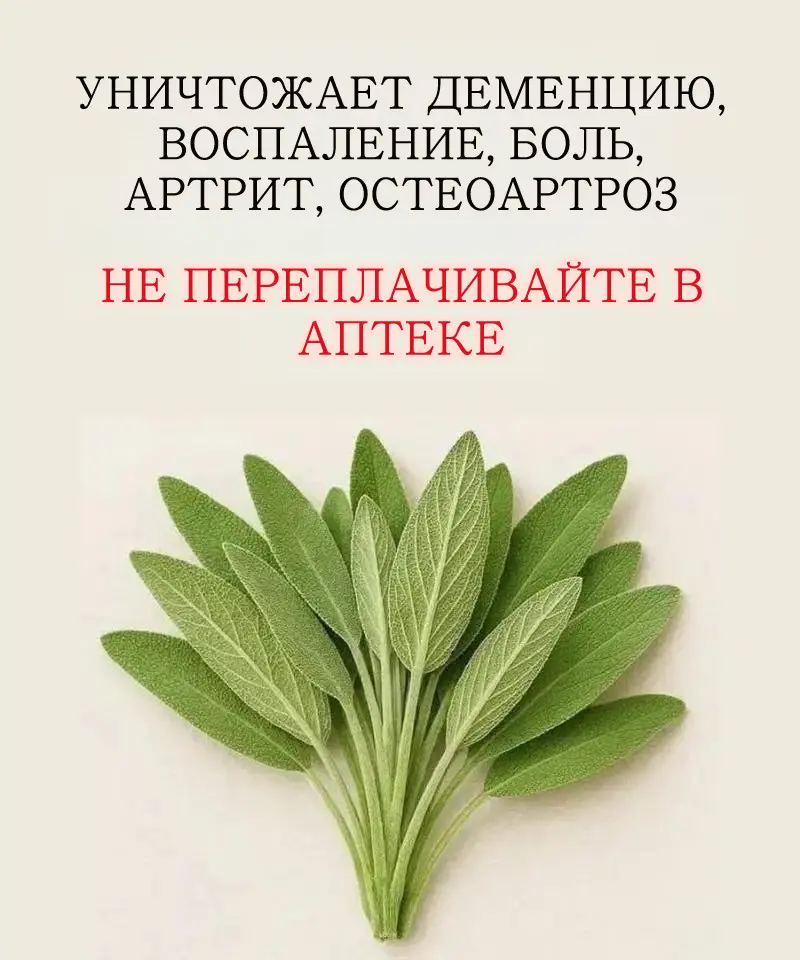 Шалфей, ароматная трава, обладающая тысячью достоинств, хорошо известен своими кулинарными, лечебными и декоративными свойствами.