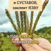 Вот не поверите! В январе 21 года заболела ковидом. Было очень тяжело, задыхалась. В одну из страшных ночей, когда уже была паника от нехватки воздуха, мне сильно захотелось отвара сосны. Никогда не пила, но как в голову ударило! Надо и все! Утром сын помчался в лес, наломал веточек. Я сделала отвар, тут же с жадностью выпила. Как мне стало хорошо. Я стала дышать! И с каждым разом поправлялась. Теперь я каждый год заготавливаю молодые побеги и варенье из молодых шишек. В советском журнале, не помню каком, нашла рецепт отвара от ревматизма. Пока шла с поезда до дома, увидела ветром сломанный сук сосны . Свежий с молодой красноватой корой. Притащила . Порубила. Варила на летней кухне в двух вёдрах. Варила прям всё. Сам сук, шишки, хвою … Уварила до темно коричневого раствора. И уехала, забыв. А дедушка потом сказал, что в бане использовал. Ноги замачивал в нем. И легче ногам стало. Даже поясница прошла.