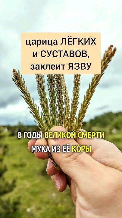 Вот не поверите! В январе 21 года заболела ковидом. Было очень тяжело, задыхалась. В одну из страшных ночей, когда уже была паника от нехватки воздуха, мне сильно захотелось отвара сосны. Никогда не пила, но как в голову ударило! Надо и все! Утром сын помчался в лес, наломал веточек. Я сделала отвар, тут же с жадностью выпила. Как мне стало хорошо. Я стала дышать! И с каждым разом поправлялась. Теперь я каждый год заготавливаю молодые побеги и варенье из молодых шишек. В советском журнале, не помню каком, нашла рецепт отвара от ревматизма. Пока шла с поезда до дома, увидела ветром сломанный сук сосны . Свежий с молодой красноватой корой. Притащила . Порубила. Варила на летней кухне в двух вёдрах. Варила прям всё. Сам сук, шишки, хвою … Уварила до темно коричневого раствора. И уехала, забыв. А дедушка потом сказал, что в бане использовал. Ноги замачивал в нем. И легче ногам стало. Даже поясница прошла.