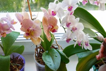 Хотите больше цветения? Вот лучший способ обрезки орхидеи