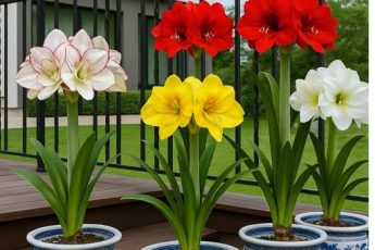 Амариллис у подруги не цветет, а у меня по 3 раза за год. Делюсь схемой ухода