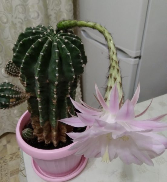 Больше 20 лет выращиваю эхинопсис. Он неприхотливый, долговечный и цветет изумительно красивыми цветками с тонким ароматом