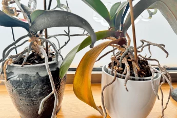 Корни орхидеи вышли из-под контроля? Почему они вылетают из горшка (+ решение)