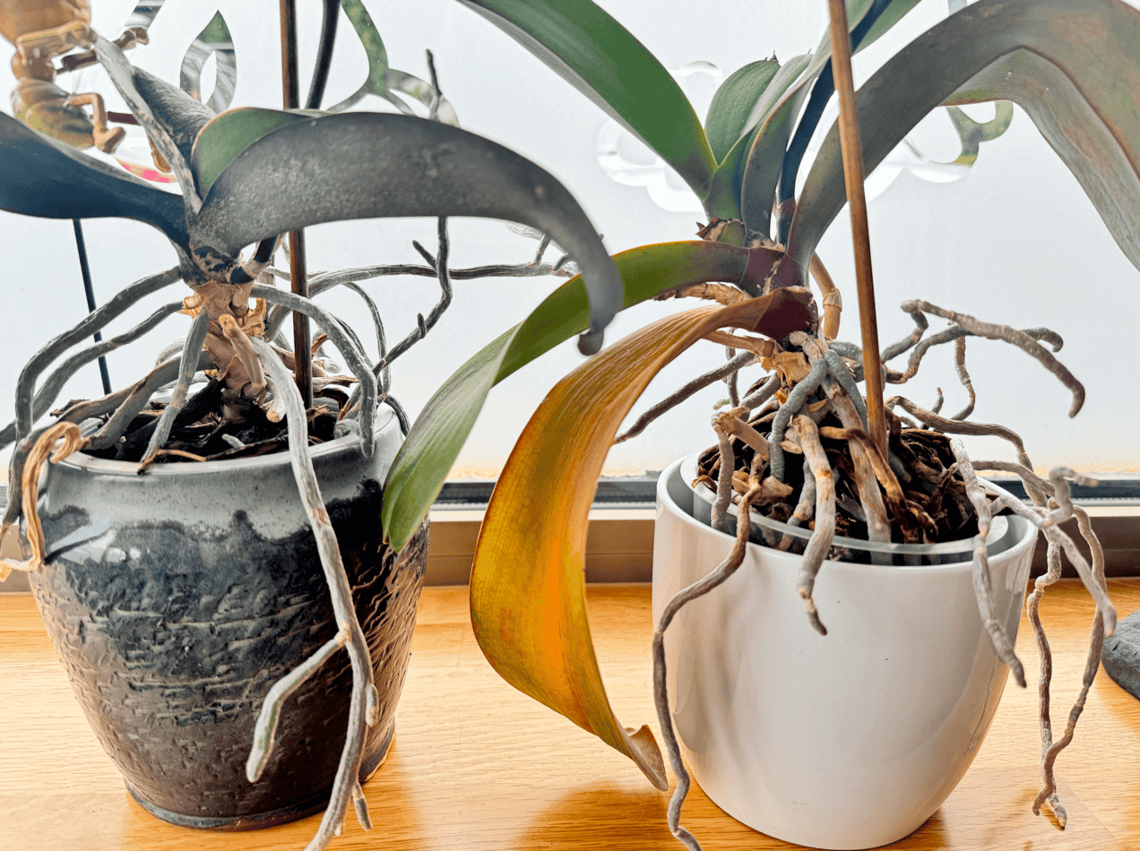 Корни орхидеи вышли из-под контроля? Почему они вылетают из горшка (+ решение)