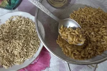 ОВЕС - ЛЕЧИТ 100 БОЛЕЗНЕЙ: печень, почки, бронхит, грипп, застарелый кашель, чистит кровь, укрепляет иммунитет