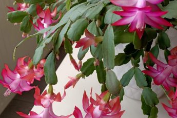 7 причин, по которым ваш рождественский кактус не цветет (и как их исправить)