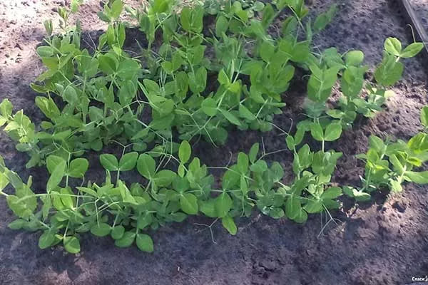 Его обожали в СССР – всеми забытый овощ. Суставы, сосуды и иммунитет – лишь мизер от общей пользы для здоровья