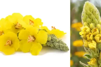 Цветы коровяка: простые секреты естественного исцеления и хорошего самочувствия.