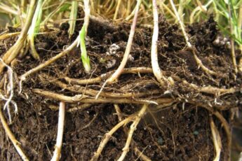 Ахиллесова пята пырея или где у этого сорняка слабое место