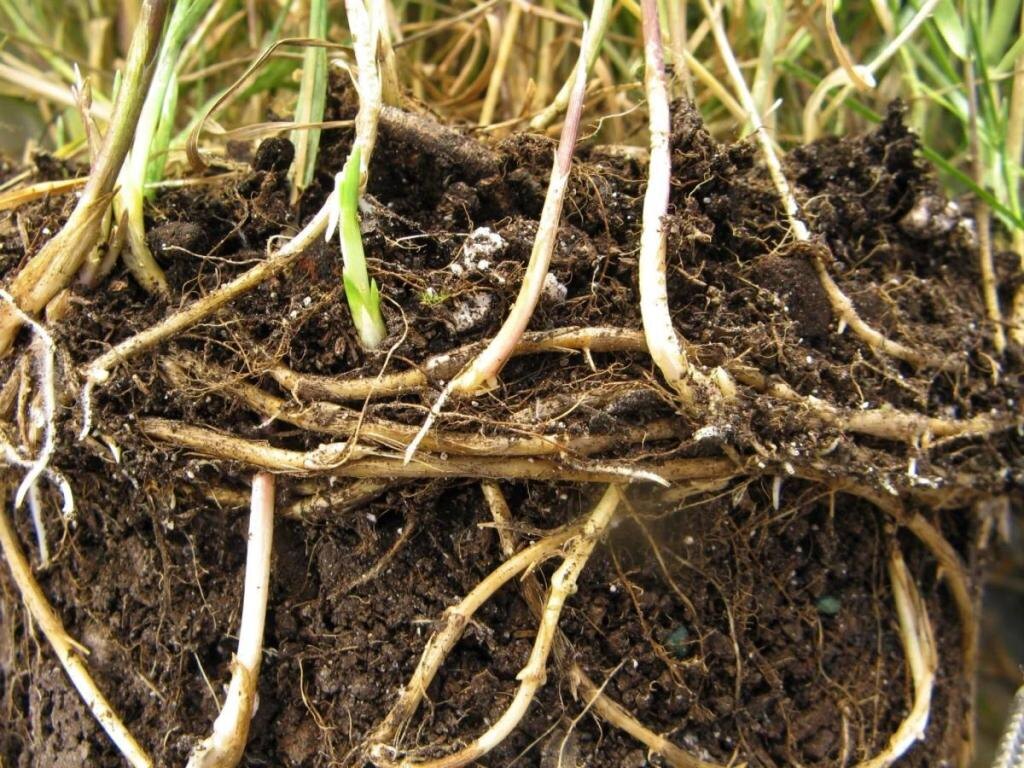 Ахиллесова пята пырея или где у этого сорняка слабое место