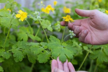 Если на вашем участке обильно растет чистотел, то это сигнал о проблемах