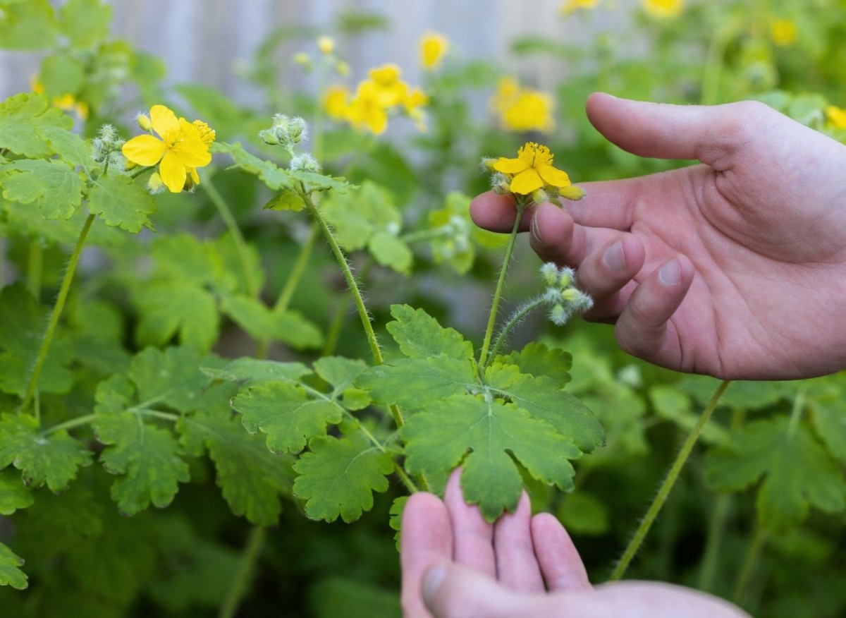Если на вашем участке обильно растет чистотел, то это сигнал о проблемах