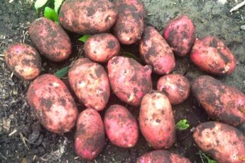 Картофель 140 вёдер с сотки — урожай мечты. Простая система, которая работает