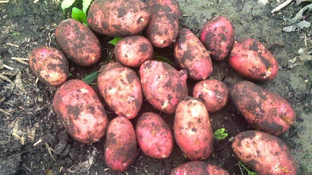 Картофель 140 вёдер с сотки — урожай мечты. Простая система, которая работает