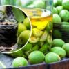 Зеленые грецкие орехи очищают печень, кровь, дыхательные пути и помогают при множестве других заболеваний.