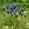 Виноградный гиацинт (Muscari): крошечное весеннее чудо с удивительными полезными свойствами и способами применения.