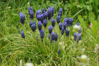 Виноградный гиацинт (Muscari): крошечное весеннее чудо с удивительными полезными свойствами и способами применения.