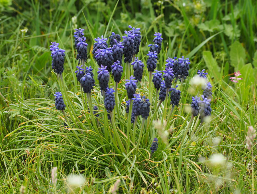 Виноградный гиацинт (Muscari): крошечное весеннее чудо с удивительными полезными свойствами и способами применения.